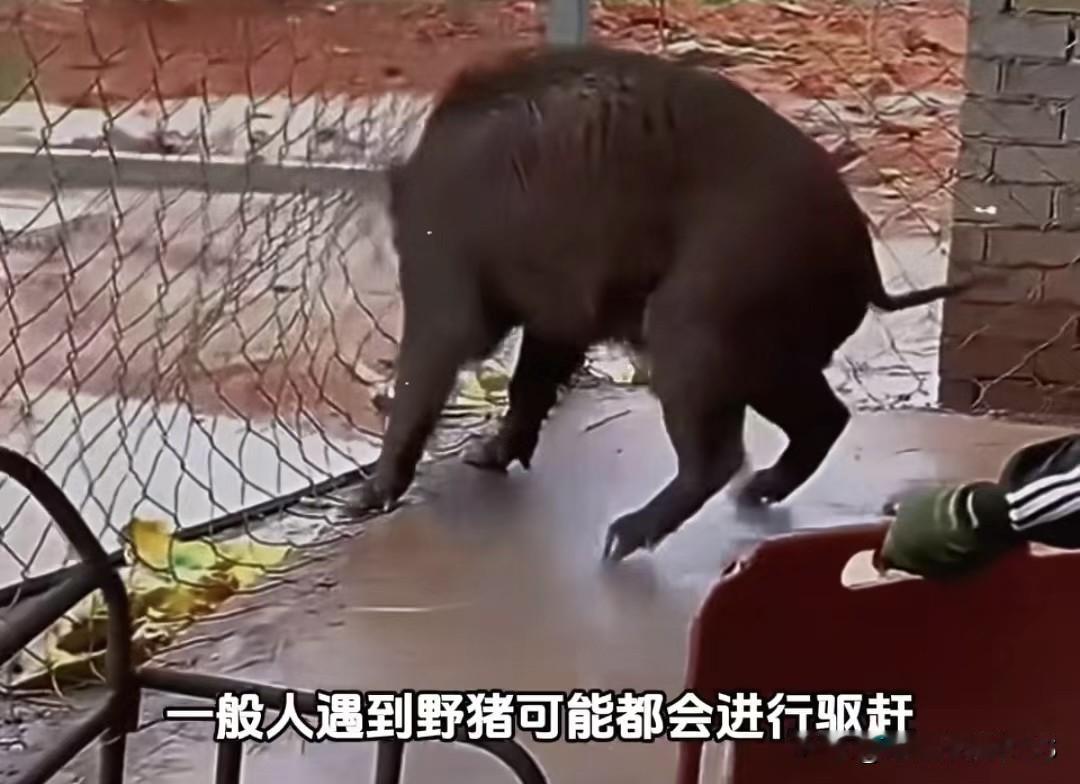 一碗面条养出“野猪保镖”，关键时刻救主人一命！万物真的有灵一开始就是只受伤