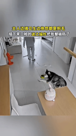 主人吐槽狗毛，二哈下一秒把狗碗“封印”！这操作我看傻了谁能想到，平时以“拆家