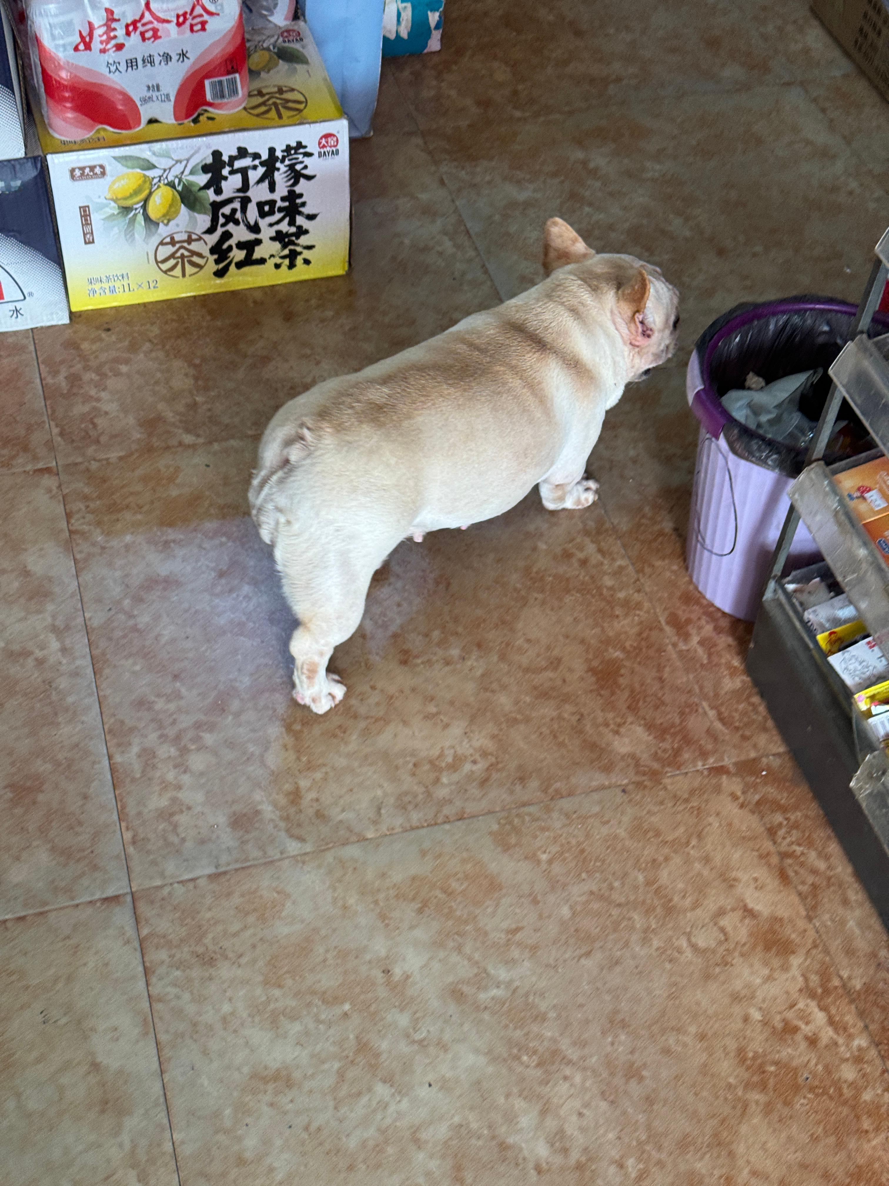 法斗犬天生如此吗？走个路都感觉费劲儿，吭哧吭哧的让它游个泳岂不是要累死/淹死？