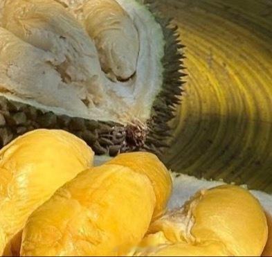 榴莲的种植方法一、播种榴莲播种时间在春季为宜，将榴莲种子取出泡在清水中，在温度适