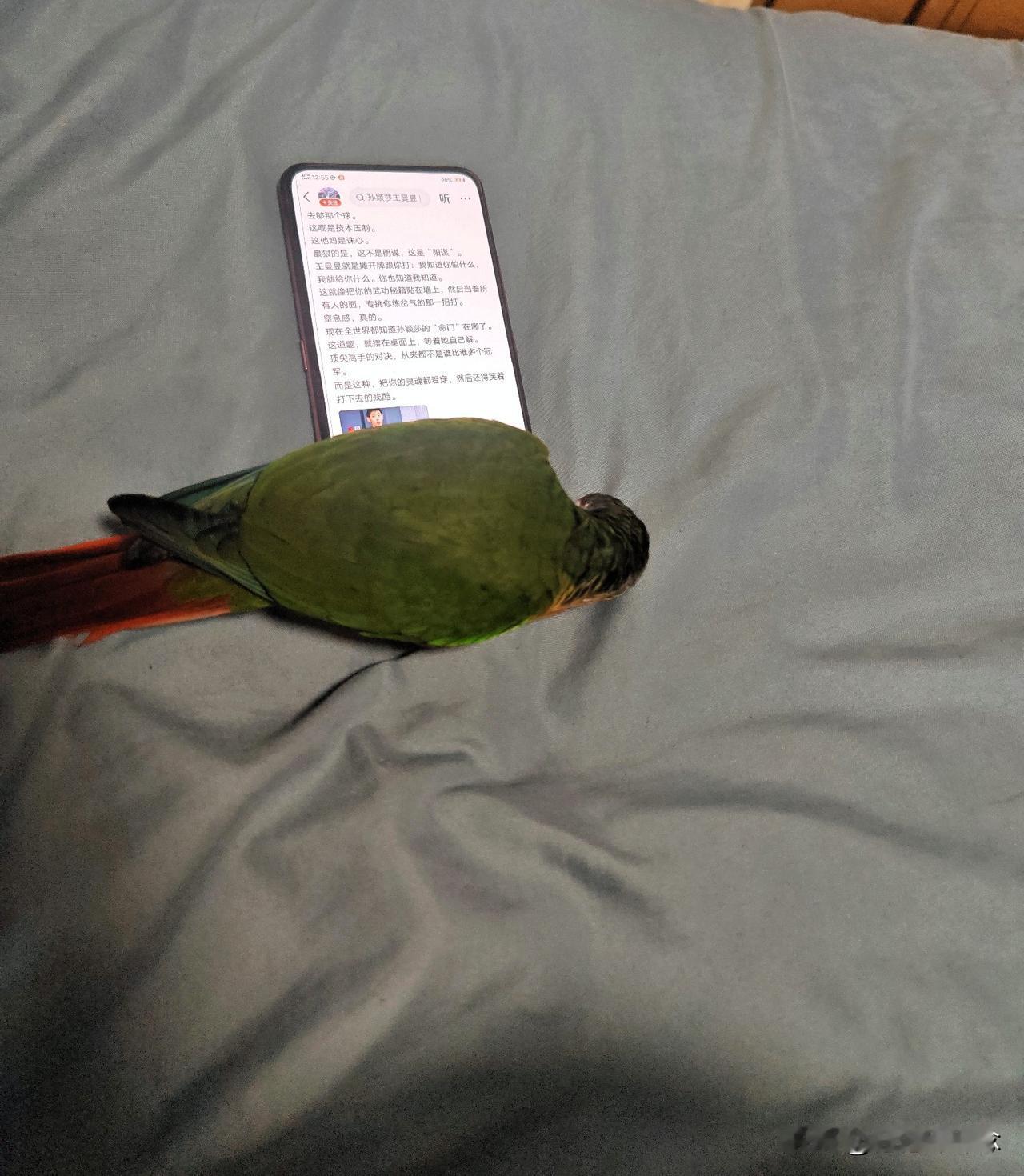 我家有只爱玩手机的鸟只要你一玩手机塔就过来从来不缺席它又不会玩，就在手机那
