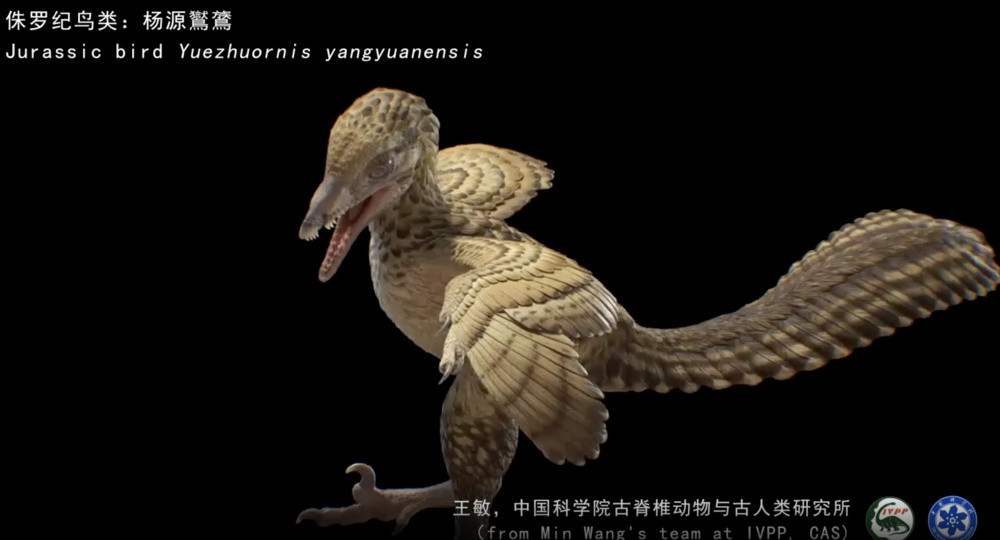 新的侏罗纪鸟类杨源(yuzhu)被发现