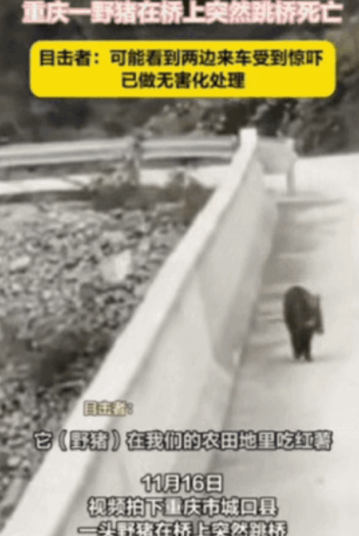 重庆一男子开车过桥，突然发现前方出现一头野猪，他刚准备避让，没想到，野猪竟然先一