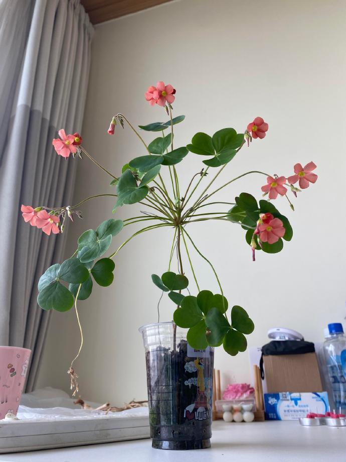 咖啡杯真是种花的好工具