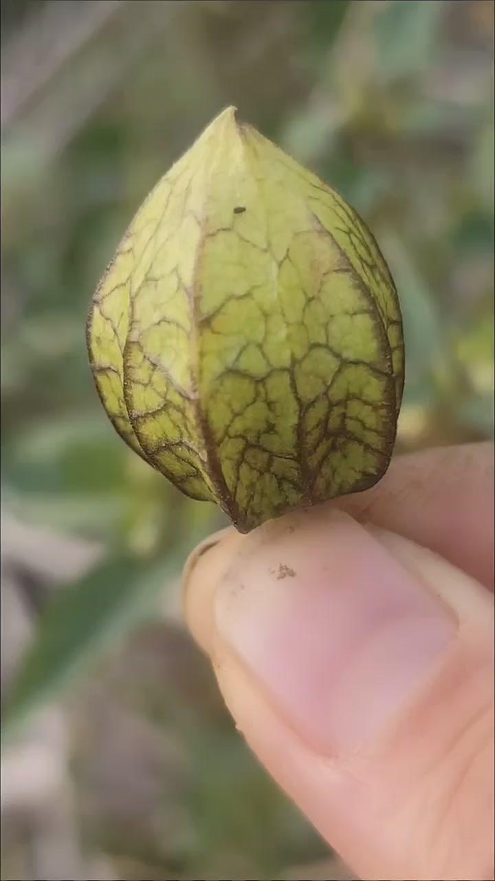 它叫苦藏，也叫灯笼草，茄科一年生草本植物。果实因形状像灯笼得名，成熟后能直接当野