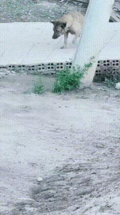 善于伪装者最为狡猾，所有物种概莫能外。