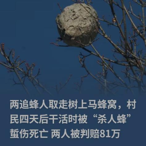 赚小钱却惹上百万赔偿！贵州，两名男子摘马蜂窝赚钱，结果成了被告，要求赔偿116万