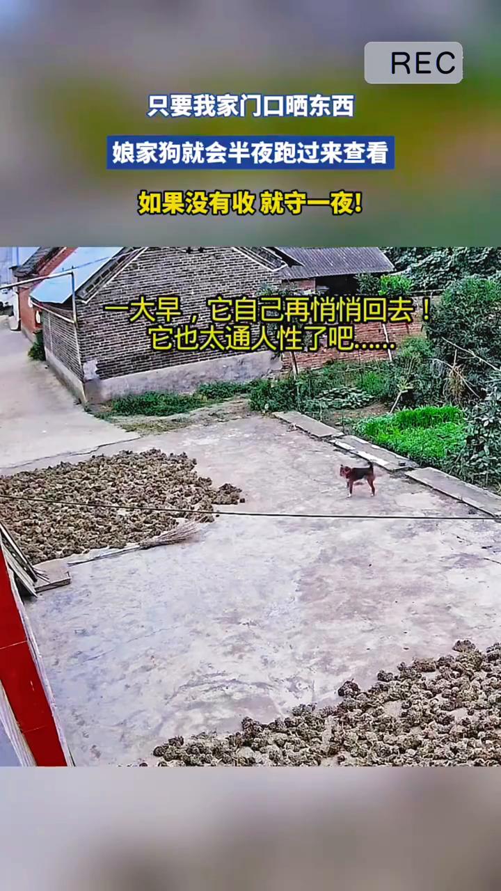 只要我家门口晒东西，娘家狗就会半夜跑过来查看，如果没有收就守一夜。通人性狗狗。