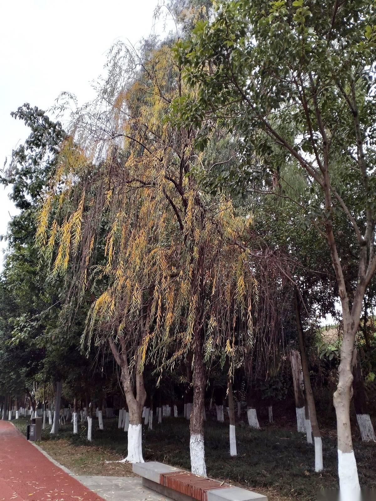 我们单位以前有个大姐，那才叫真厉害。办公室里三四个项目同时压下来，别人急得嘴角