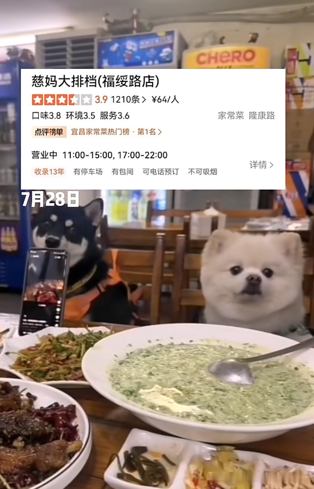 狗上桌，这次轮到湖北宜昌福绥路的慈妈大排档了！不止一条，是两条，是两条小型犬和狗