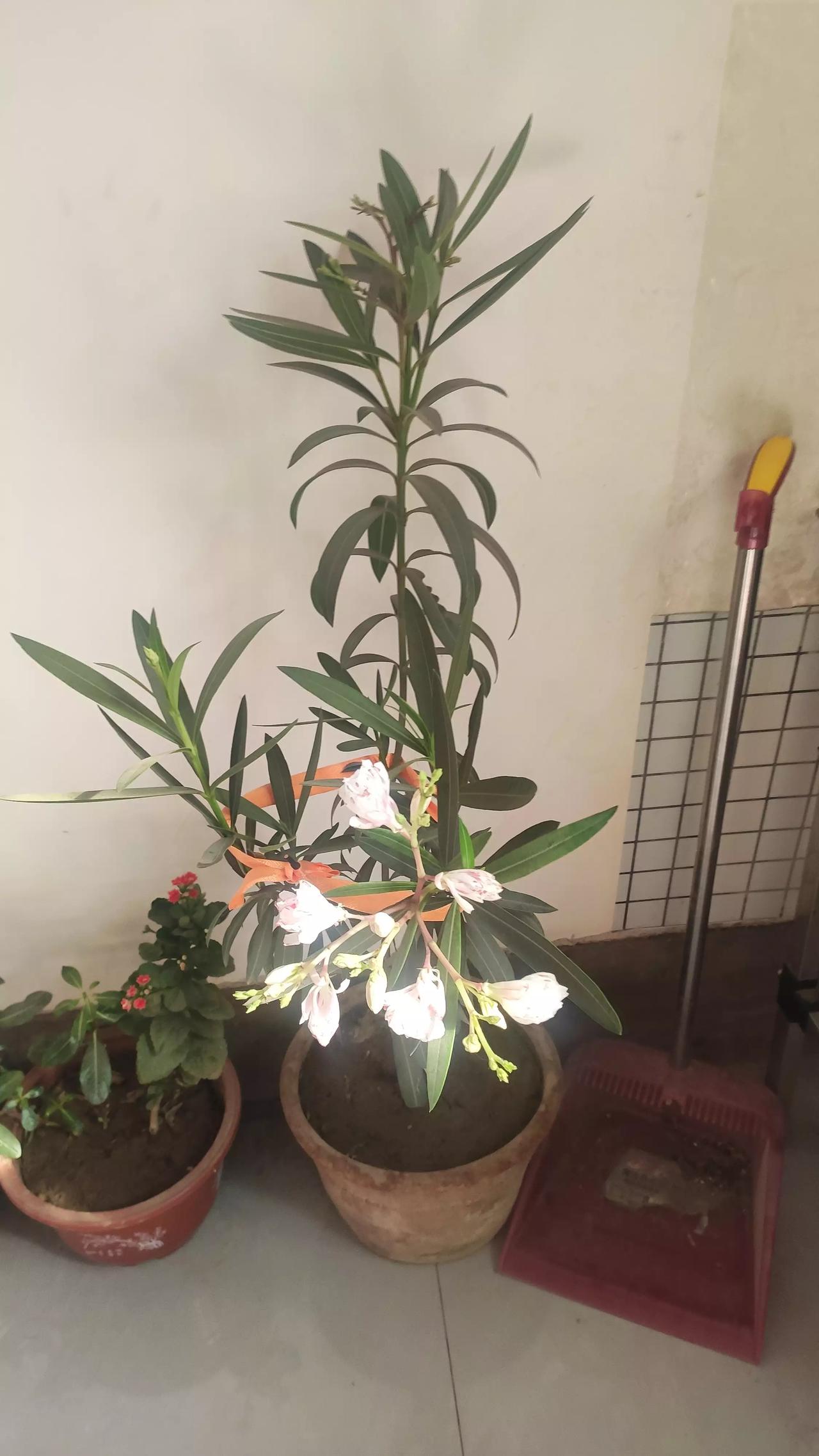 屋子里的花开了，不是有原有的本粉色冬日里我的花草冬天绽放的花冬日里的一枝花