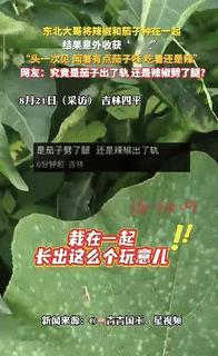 “上人民日报了！”吉林，男子把辣椒和茄子种一起，结果，竟意外收获“茄椒，他也不害