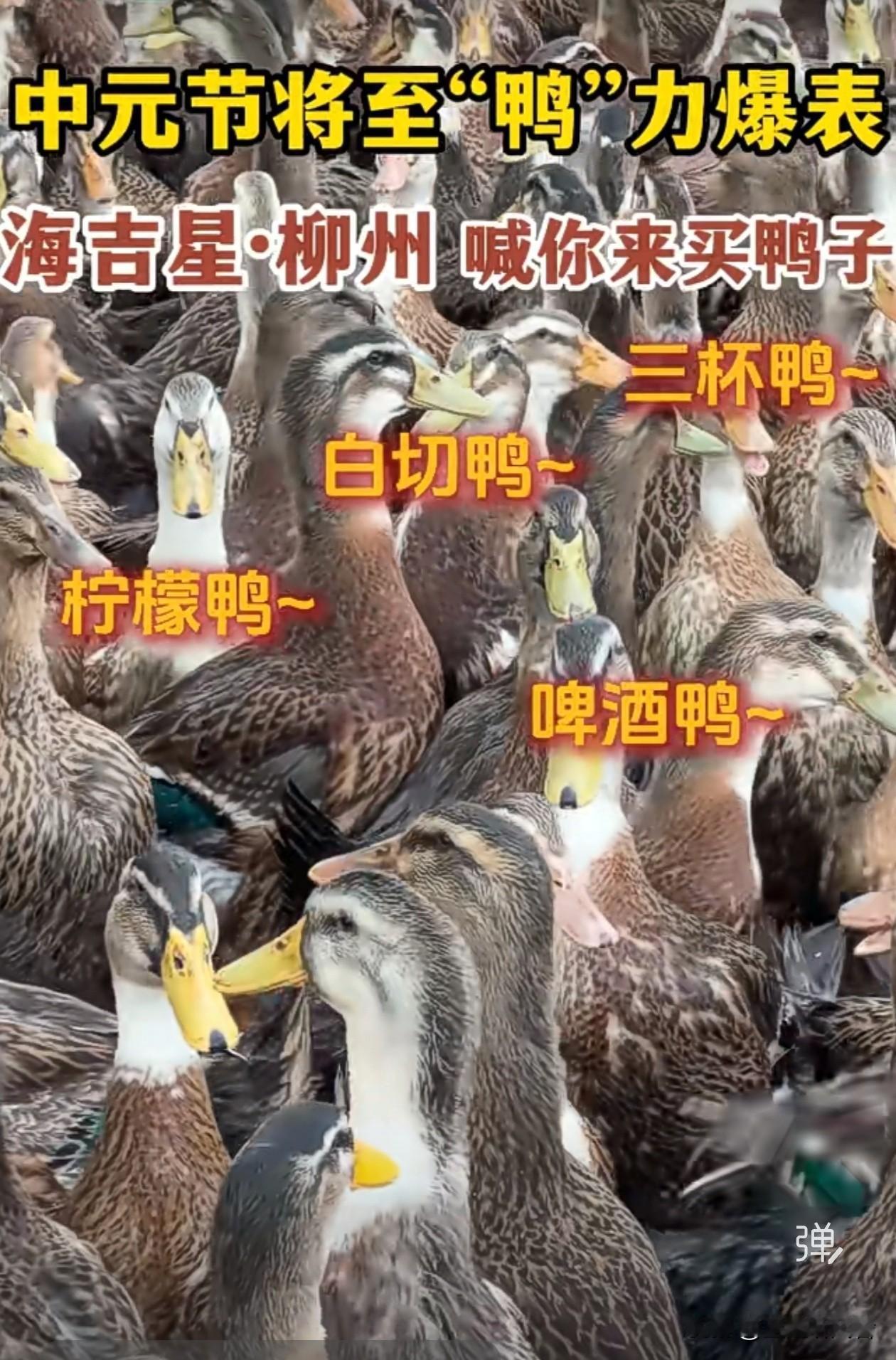 终于懂了！为什么有人过七月十四、有人过七月十五，还要必吃鸭子？每到农历七月
