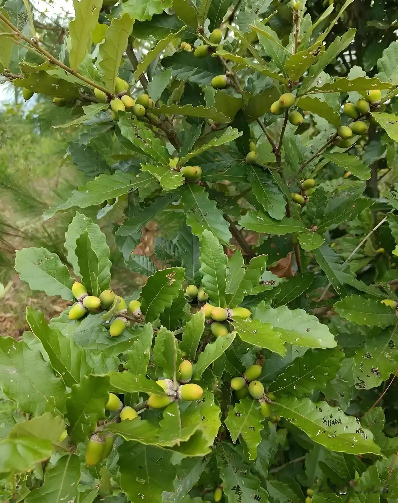 有认识这是什么果子树!小时候家里穷,就采这果实加工,山上野生的,六零七零后是不是