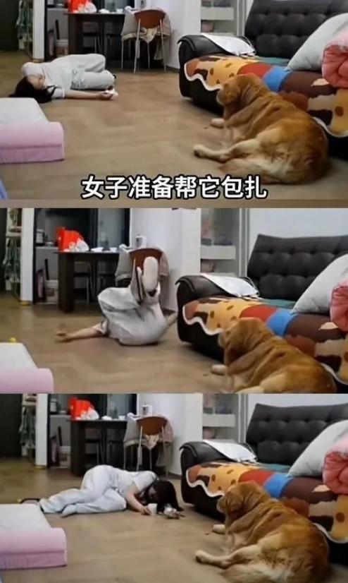 原谅我不厚道的笑了！安徽晕血女主人给自家狗狗处理伤口，满地是血，期间晕血倒地6次