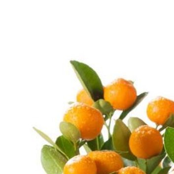 种植🌲橘子盆栽的种植方法1、橘子的生存环境。橘子喜欢温暖湿润的环境，适合生长