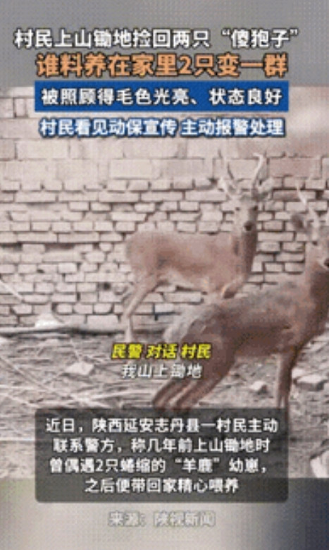 “长期饭票没了！”6月27日，陕西一村民上山锄地时，竟将两只“傻狍子”带回家精心