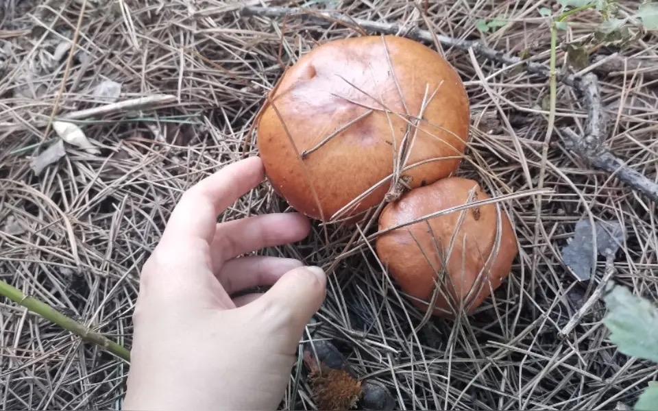 六零后我的前半生10好伙伴的腿让我用镰刀割出血那时候的小孩子一天就是在村子