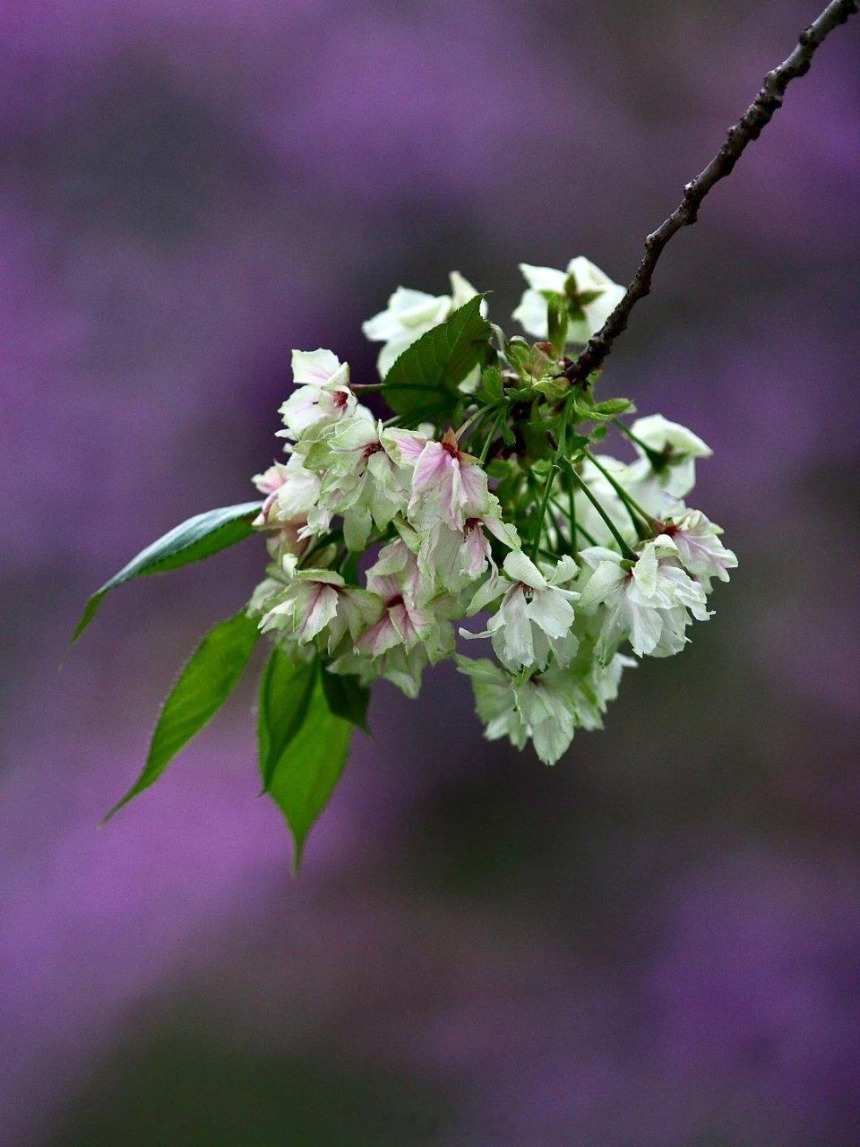 春日里的鲁迅公园鲁迅公园有着赏不尽的盎然春意，望不到的苍翠欲滴。自去年梅园对外开