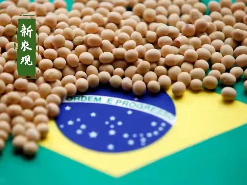 中国拒购涨价巴西大豆，巴西随即反制，并对华发起反倾销调查中国敢停的底气一是