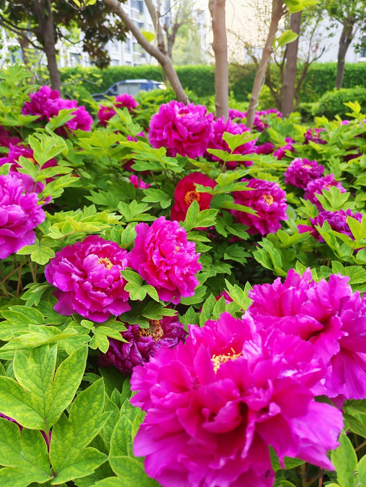 小区里的樱花落了，尽显落樱缤纷。牡丹花盛开了，一派雍容华贵。随四季更替，