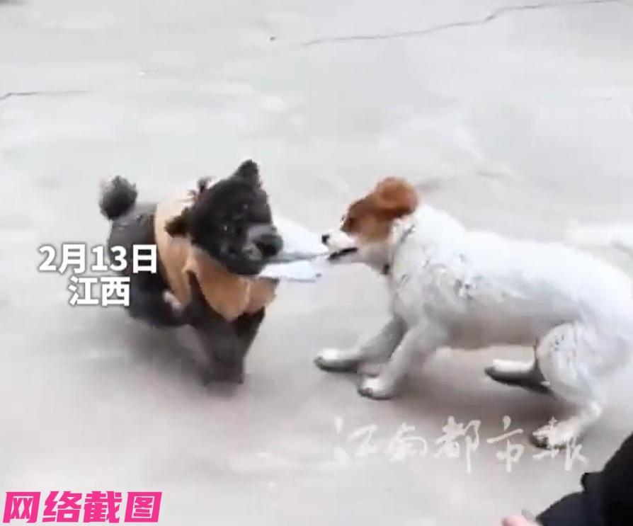 江西有女子带着城里家中饲养的小泰迪回农村老家过年，只是没有想到还发生一幕让她啼笑