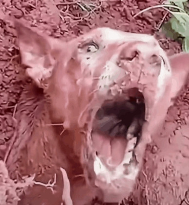 泪目了！执行任务时被冲走的军犬终于找到了，在泥土里面埋了整整两天。还好没有放弃