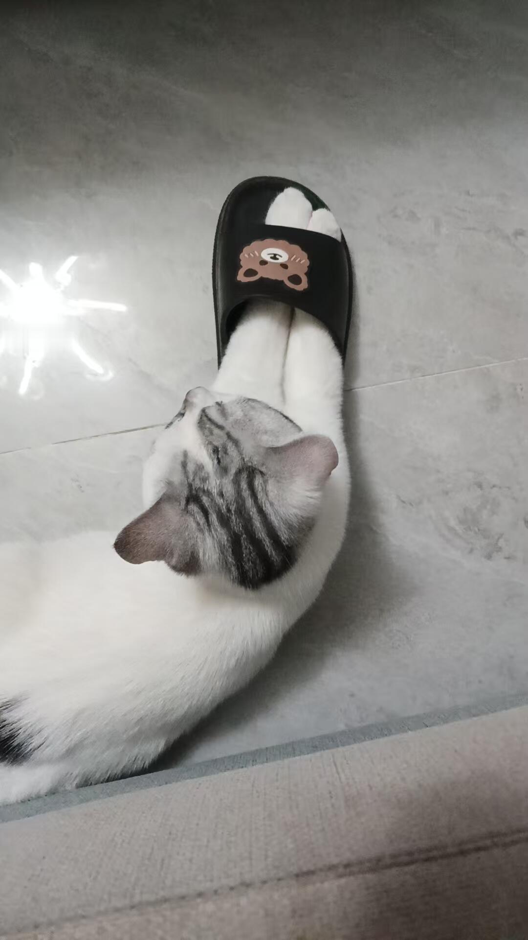 “我妈说小猫老是抢她拖鞋穿”以及爱穿拖鞋的猫猫们​​​