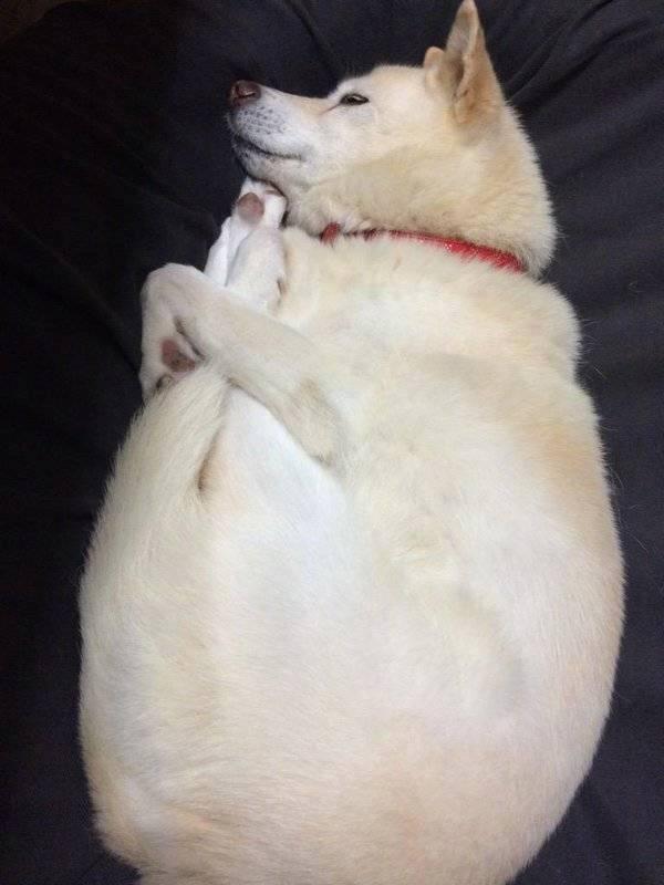 一位主人困惑的表示，家里的狗狗不知为啥昨晚是这个睡姿，以为自己是煮大虾么