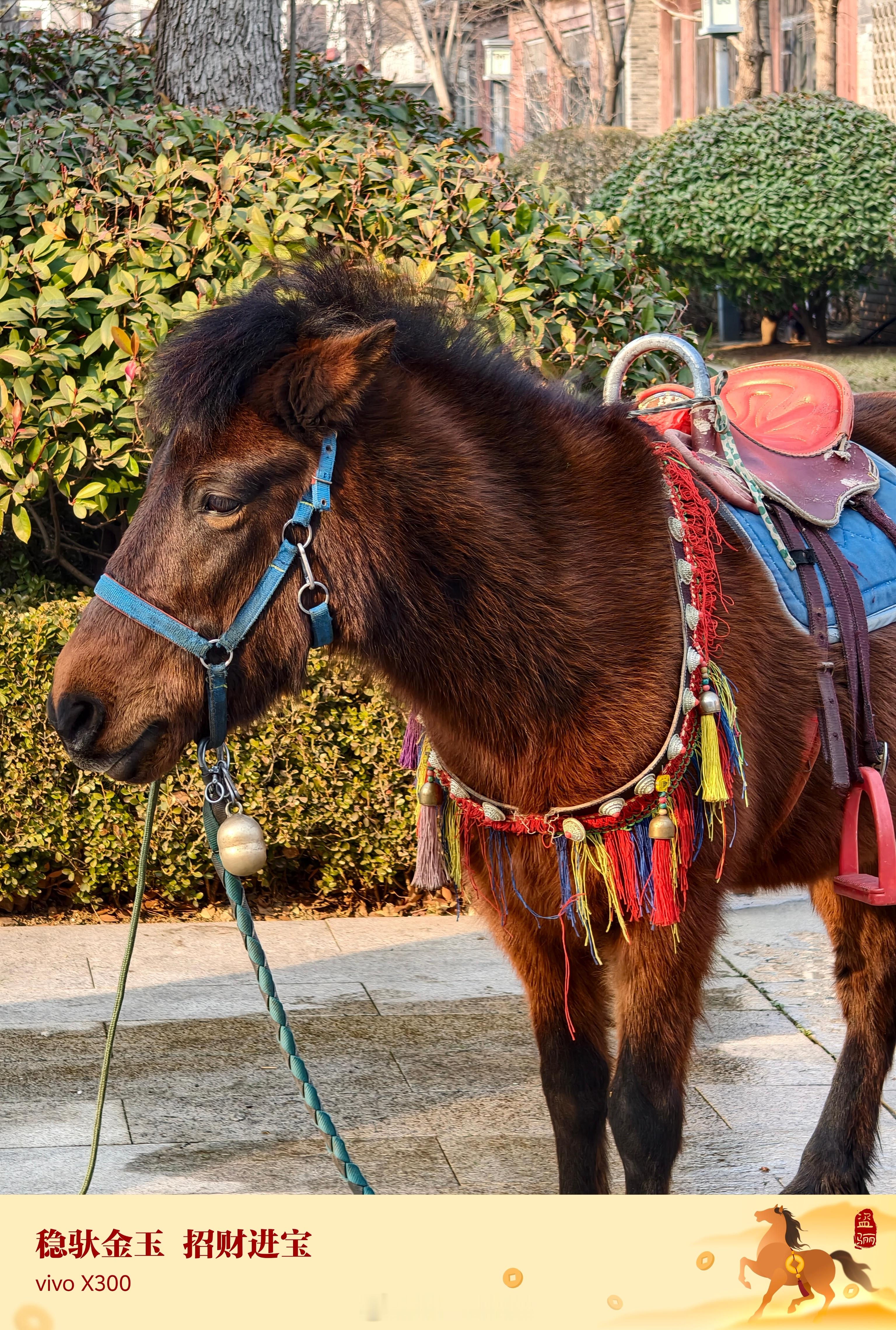 这是什么马？个头不大。
