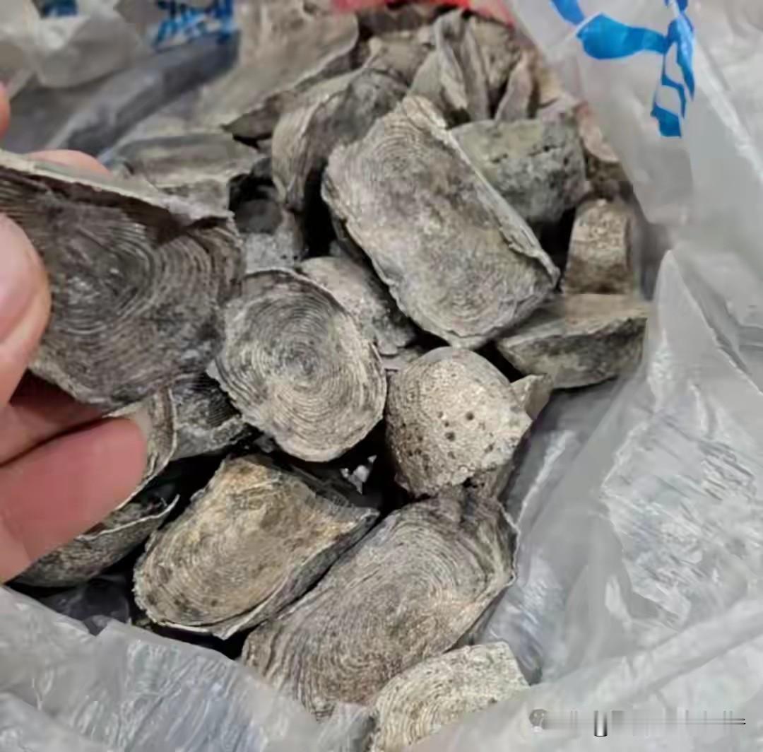 都说钓鱼佬除了鱼什么都能钓上来，河南周口这位大哥可好，连鱼都懒得钓了——他直接改