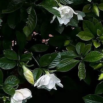 1800草莓的种植方法如下：一、选地与整地：选择阳光充足、排水良好的地块，土壤宜