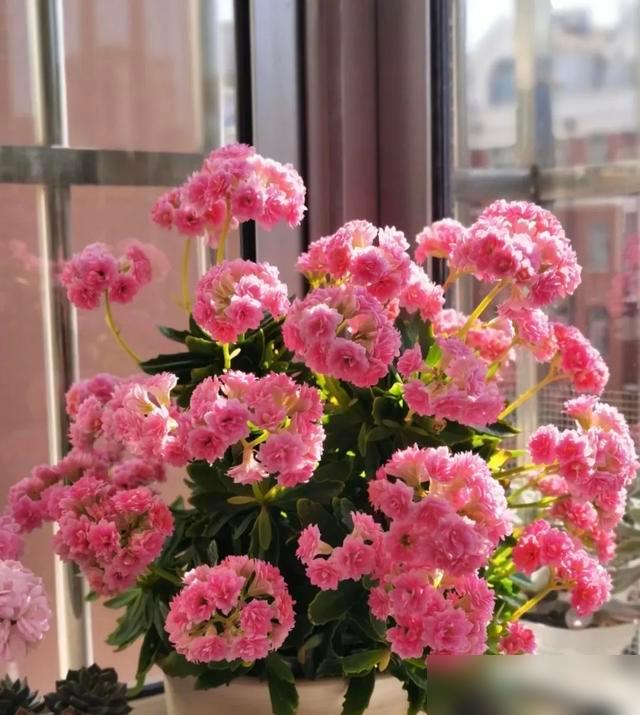 降温后可别乱养！最近气温猛跌，好多人养的蝴蝶兰、杜鹃都打蔫，其实蝴蝶兰、杜鹃、山