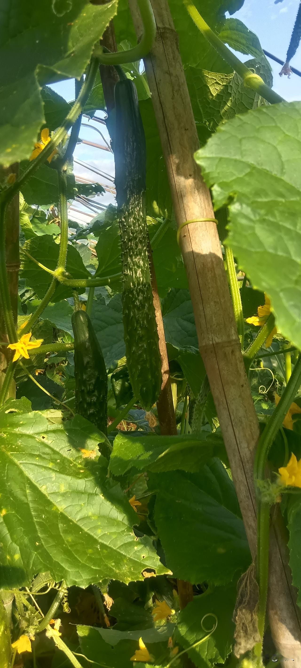 我主要种了上万棵辣椒，还套种了苋菜、空心菜。黄瓜、西红柿、南瓜，地里都种满啦！今