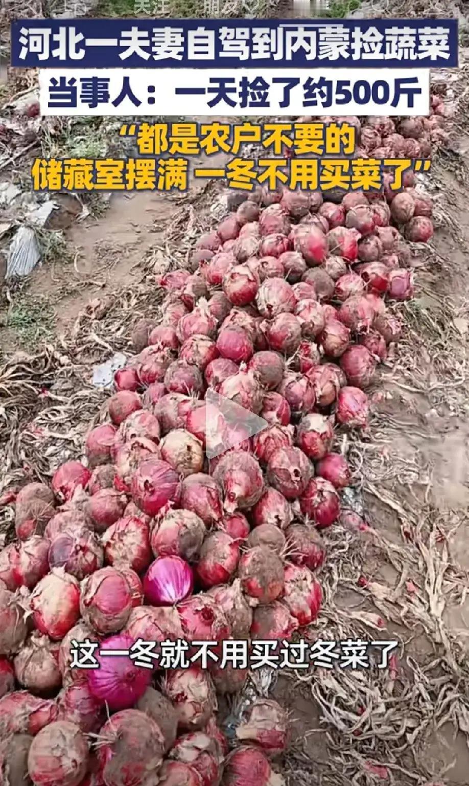 内蒙古的蔬菜捡也捡不完,从十一开始捡到了现在。不过十一那时候都是游客小打小闹