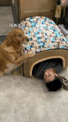 河南，一女子下班回家看到喝多的老公躺在狗窝里睡的正香，狗狗坐在旁边疑惑的注视男主