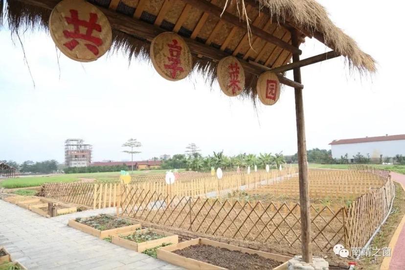 济南共享菜园爆火！90%出租率背后藏着什么秘密？不用回农村，在济南就能当“农