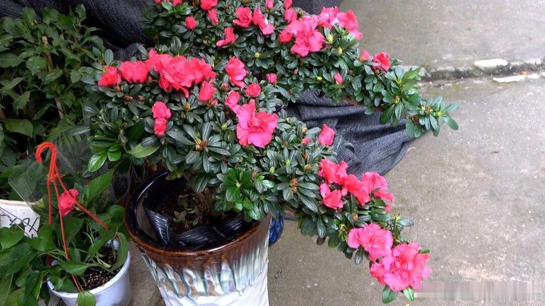 今天分享下杜鹃花种植方法一、杜鹃花的盆土问题养好任何一种花卉植物，尤其是盆栽的，