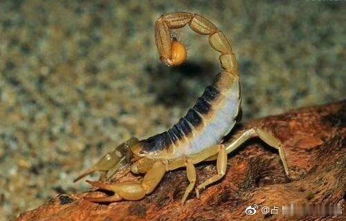 半身不遂百治百效！印尼血竭50克、全蝎、地龙、土鳖虫、人参、桂枝、藏红花各40克、乳香、没药各20克