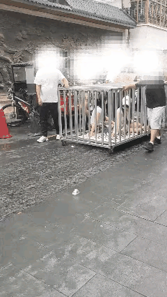 毫无底线，必须整治了网传，湖南岳阳一街头，两名女子戴着口罩被关进笼子里，