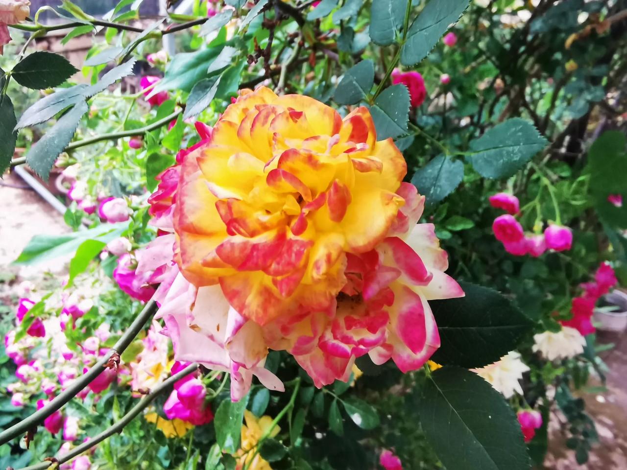 能否分享一张你拍的花卉照片真花，漂不漂亮
