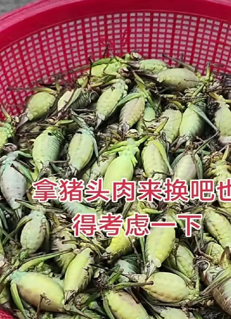现在的年轻人都不知道这是啥了？在八十年代以前的时候，这种昆虫主要生活在大豆地里，