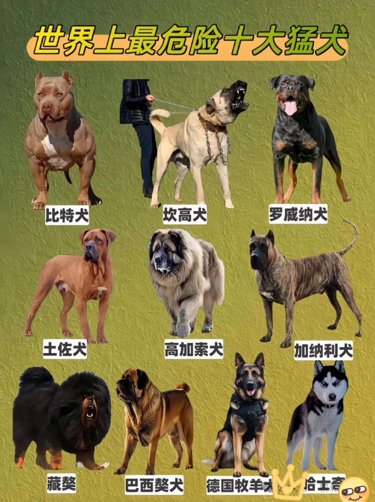 不要以为你的爱狗情深，就能对抗他人的免于恐惧权。很多人说，2026年的养犬新