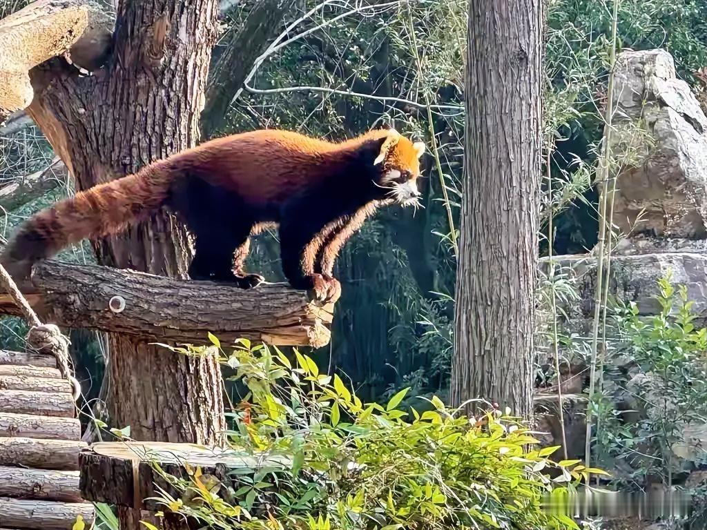 两只小熊猫，一座两岸桥2025年12月28日，“上海台北城市论坛”在上海举