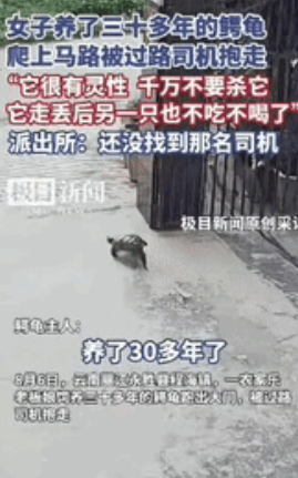 解释不清了！云南丽江，一女子养了30年的乌龟突然不见了，女子找遍了家里的每个角落