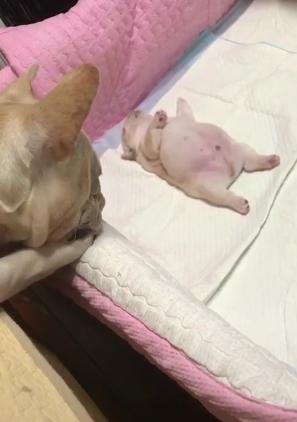 只能偷偷过来看孩子的法斗爸爸, 宠溺的盯着孩子睡觉看, 好舍不得走啊~