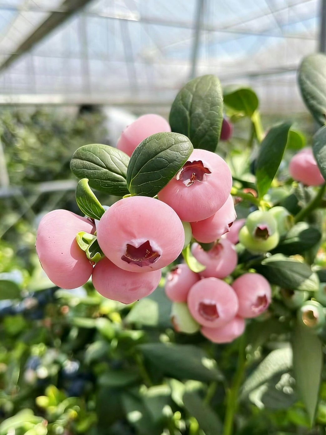 粉色蓝莓粉色蓝莓，别说吃了见我都是第一次见，还是在网上