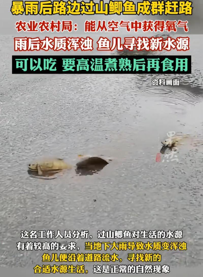 解释不清了！广西防城港，男子雨后回家，突然在路上发现一排排黑色的东西，开始他还以