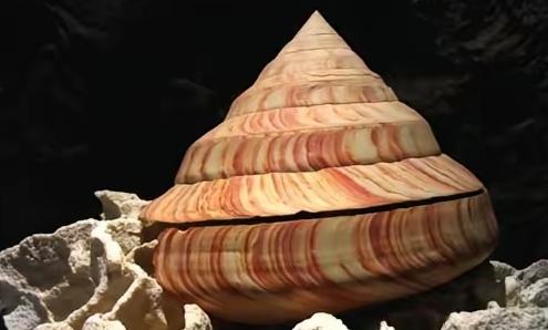 1965年9月，渔民张万全夫妇在东沙群岛海域捕鱼。晚上收完最后一张网时，张万全的