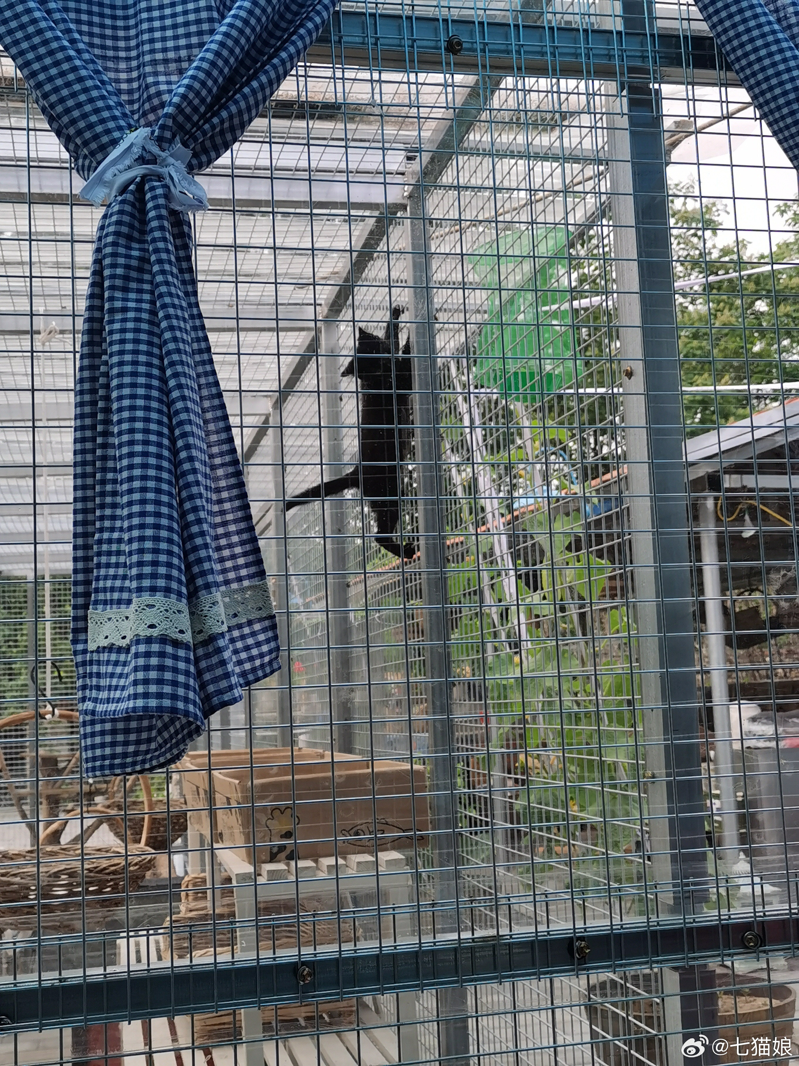 窜天猴猫宁昨天扑通一声掉水缸里了
